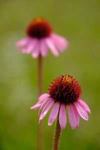 fiore di echinacea angustifolia